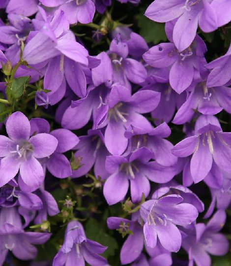 Campanula portenschlagiana